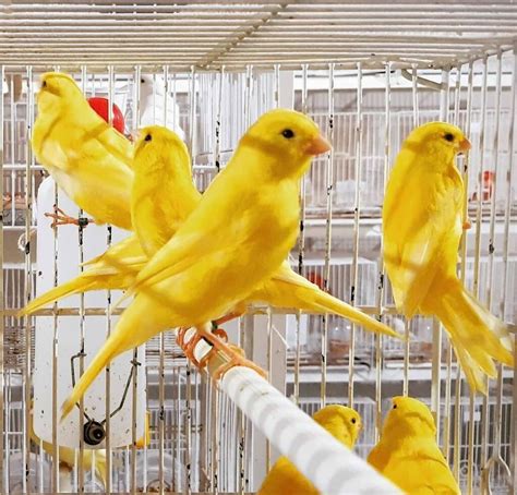 They are known for being melodic and interactive, which makes them a great pet for families with children. . Fife canaries for sale